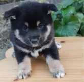 豆柴【熊本県・男の子・2024年12月20日・黒】の写真4