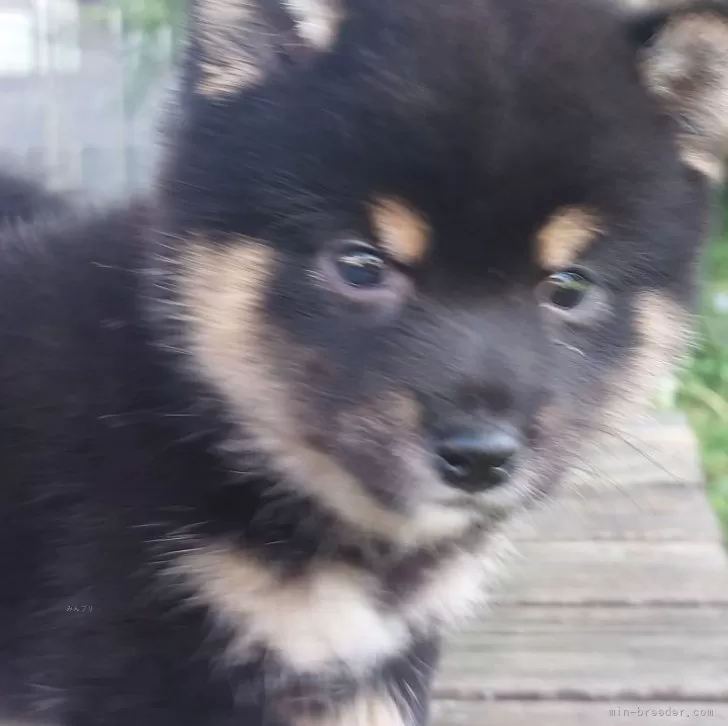 ID：2405-05619の子犬