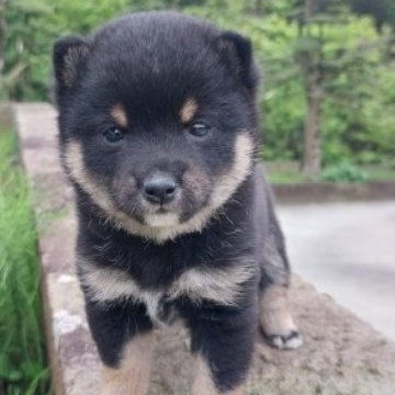 柴犬(豆柴)【熊本県・男の子・2024年3月15日・黒】の写真「温厚で男らしくてかわいい!!♡💕❤️」