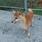 豆柴【熊本県・男の子・2022年8月20日・赤】の写真3