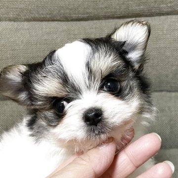 チワマル(マルチーズ×チワワ)【東京都・男の子・2025年10月24日・パーティカラー】の写真「パーティカラーの可愛い♡チワマル君」