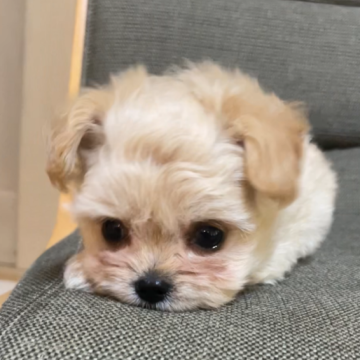 チワプー(トイプードル×チワワ)【東京都・男の子・2025年6月27日・アプリコット】の写真「人懐っこくて目の大きい可愛い子！」