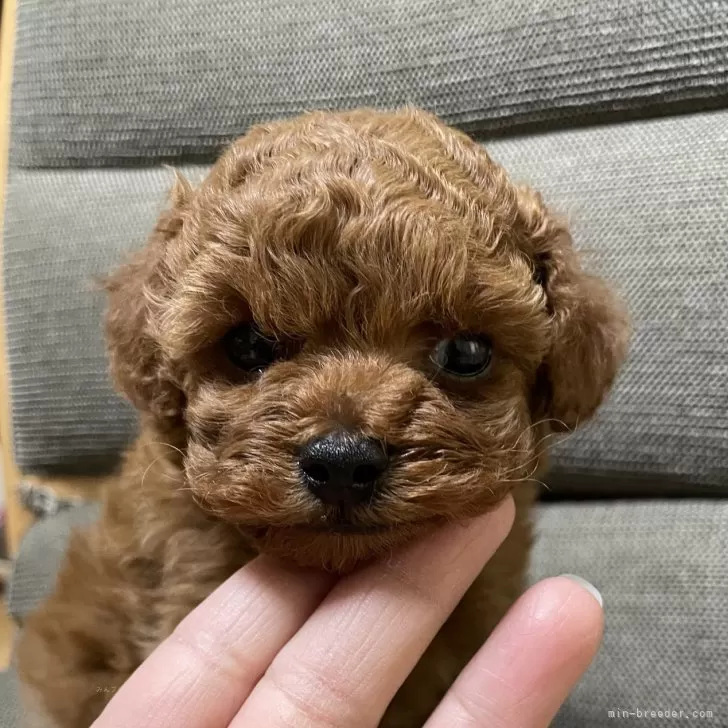 ID：2403-04871の子犬