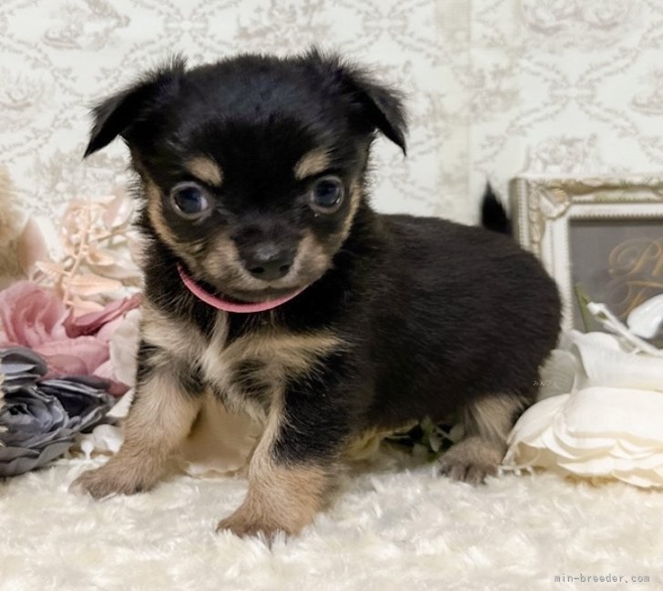 リコのバトンを受け取る次世代の女の子🐾｜濱田　美波(はまだ　みなみ)ブリーダー(千葉県・JKC登録)の紹介写真1