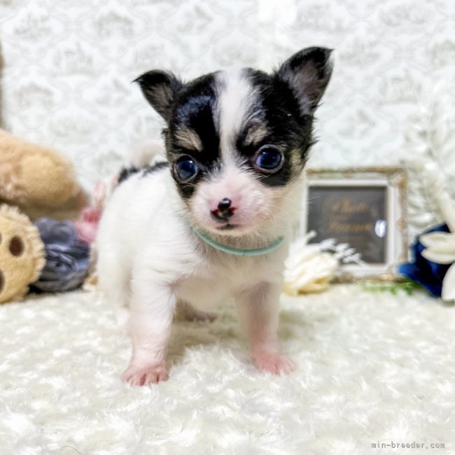 ちいさなからだに、大きな存在感✨｜濱田　美波(はまだ　みなみ)ブリーダー(千葉県・JKC登録)の紹介写真2