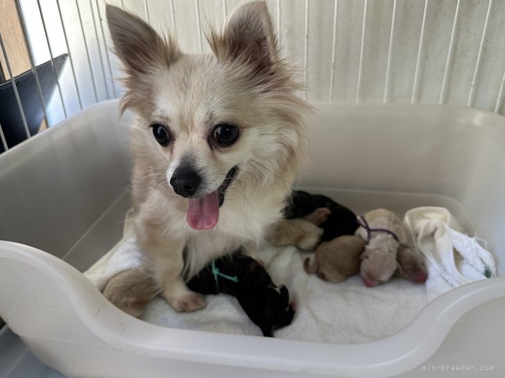 濱田美波ブリーダーのブログ：チワプー誕生💓