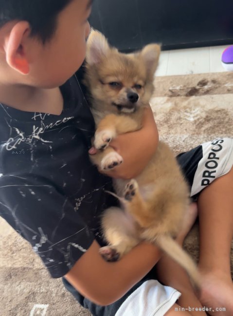 濱田美波ブリーダーのブログ：ソニックくんお迎え待ちになりました！