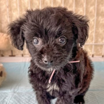 ミックス(トイプードル×ミックス)【千葉県・女の子・2025年5月23日・ブラック&ホワイト】の写真「【総額】ムチムチ可愛いチワポメプー💓🐶」