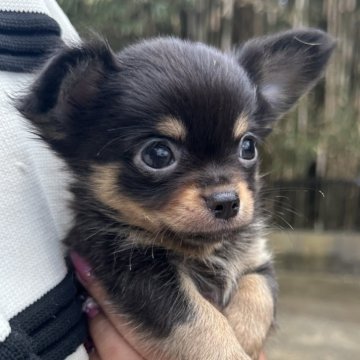 チワワ(ロング)【千葉県・男の子・2025年2月9日・チョコレート&タン】の写真「とっても可愛い男の子💓ダークチョコタン🍫」