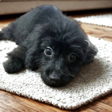 ミックス(トイプードル×ミックス)【千葉県・男の子・2025年5月23日・ブラック】の写真「【総額】ムチムチ可愛いチワポメプー💓🐶」