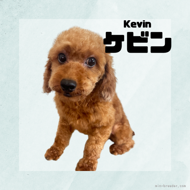 トイプードル【・男の子・2024年5月25日・レッド】