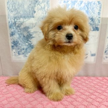 ポメラニアン×マルプー【千葉県・男の子・2023年6月1日・クリーム】の写真「8/9 写真更新💓たぬき顔の可愛い子✨」