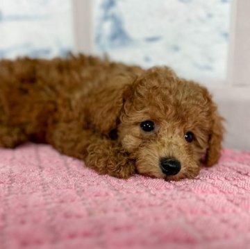 トイプードル(トイ)【千葉県・女の子・2023年3月22日・レッド】の写真「5/21 写真更新✨」