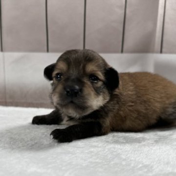 ミックス(ポメラニアン×チワプー)【千葉県・男の子・2023年3月14日・フォーン】の写真「ミックスならではの可愛さ💓」