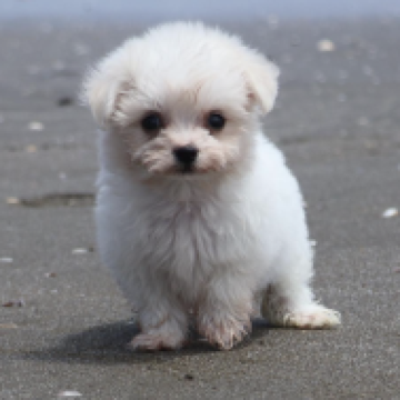 マルプー【千葉県・女の子・2023年5月14日・クリーム】の写真「ちっちゃくて元気いっぱい甘えん坊さん💕」