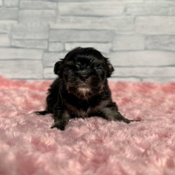 ミックス(マルチーズ×チワワ)【千葉県・女の子・2023年4月19日・ブラックタン】の写真「小さな天使🐶」