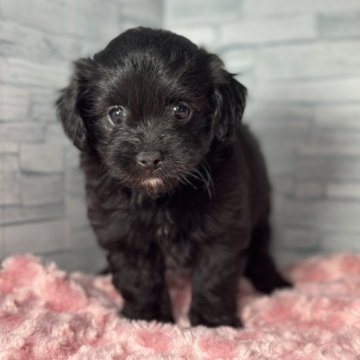 プードル×チワワ(ロングコート)【千葉県・女の子・2023年2月24日・ブラック】の写真「極上の可愛さ👑」