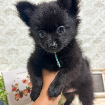 ポメチワ(ポメラニアン×チワワ)【千葉県・男の子・2024年7月25日・ブラック】の写真「たぬき顔で顎の下が白いのが素敵💓」