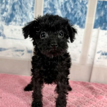 トイプードル(トイ)【千葉県・女の子・2023年3月22日・ブラック】の写真「5/21 写真更新✨」