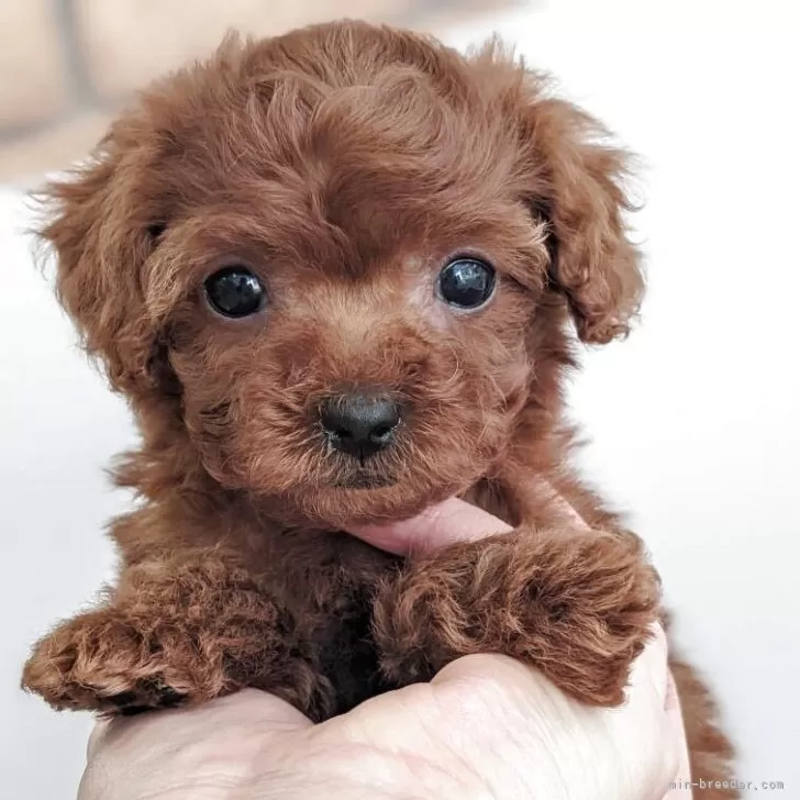 ID:2507-04112の子犬
