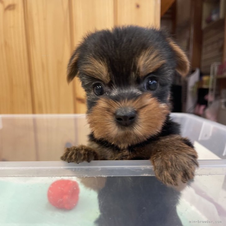 ブリーダー画像