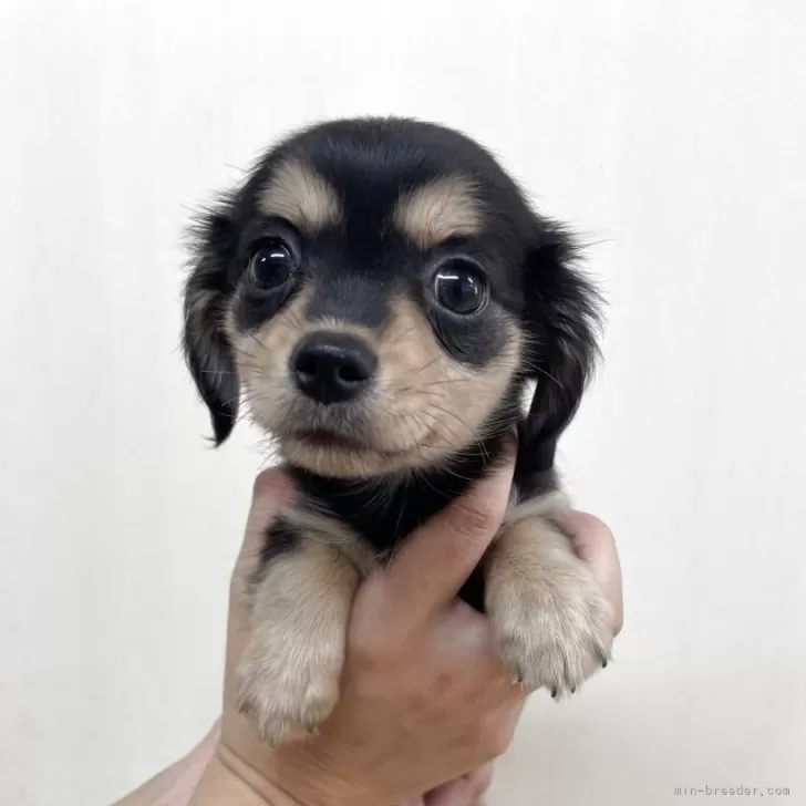 ID:2508-03488の子犬