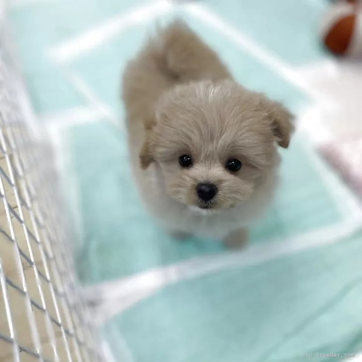 ID：2510-02966の子犬