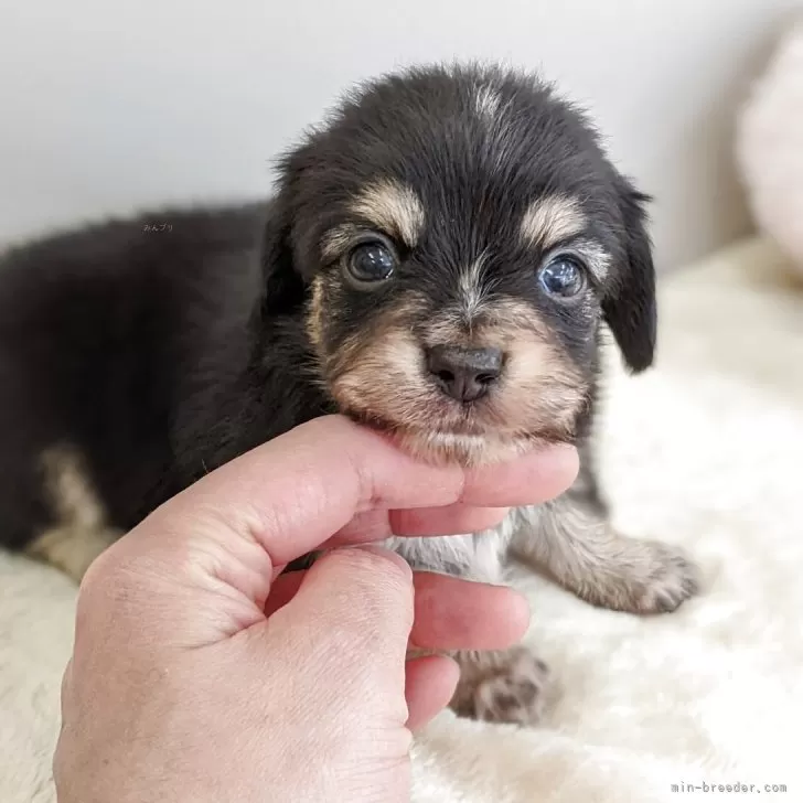 ID:2504-04401の子犬