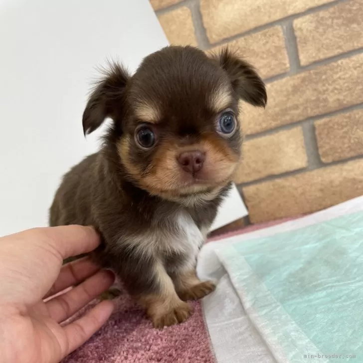 ID：2503-04122の子犬