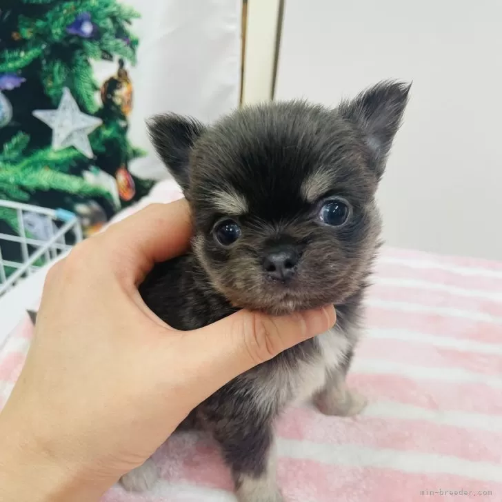 ID:2412-00416の子犬