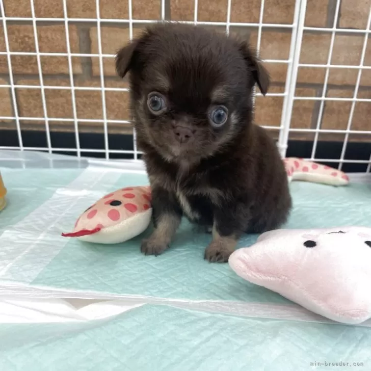 ID:2510-00161の子犬