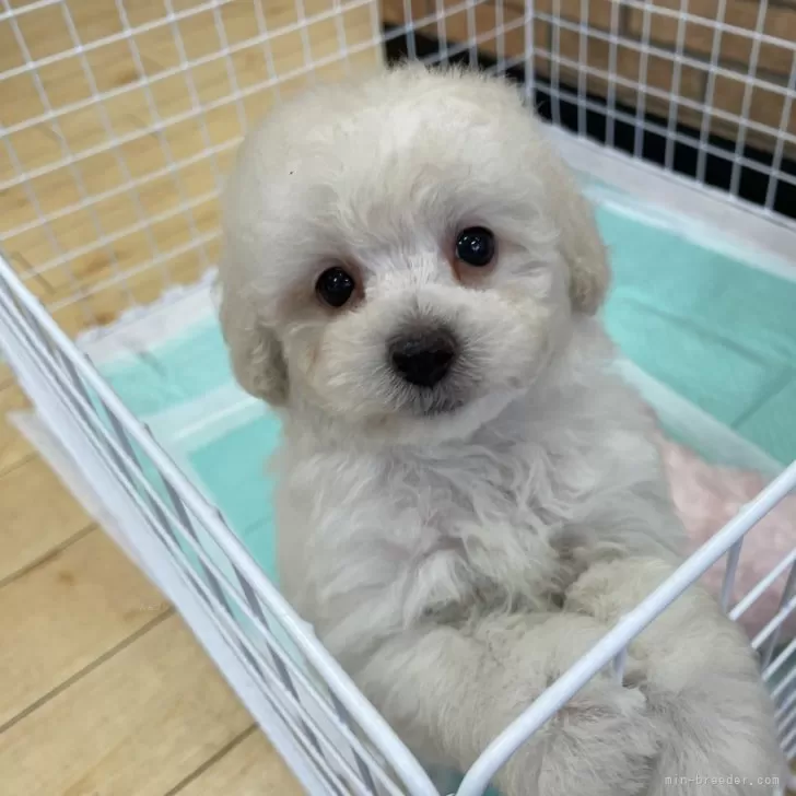 ID:2503-03809の子犬