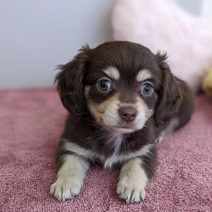 ID:2504-04314の子犬