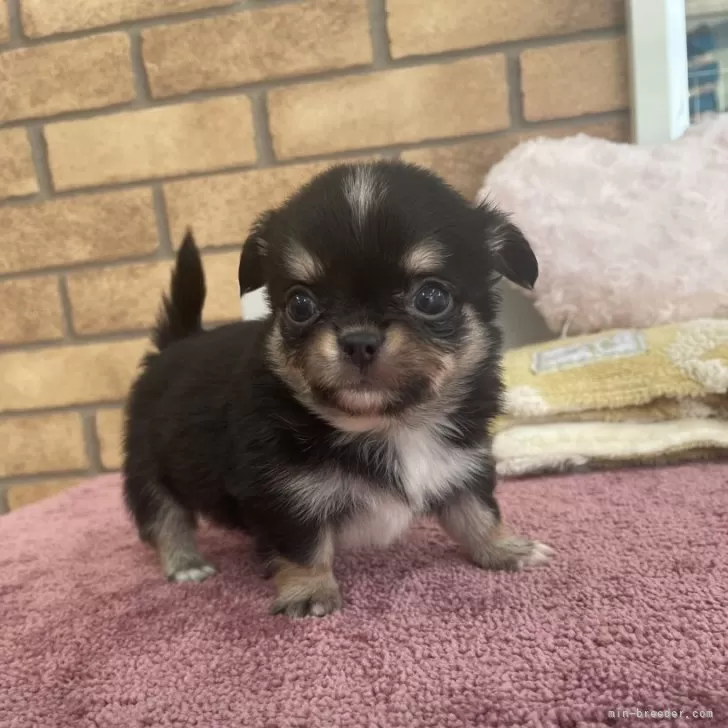 ID:2505-07326の子犬