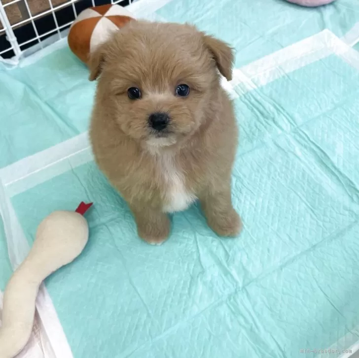 ポメプー(ポメラニアン×トイプードル)【新潟県・男の子・2025年9月26日・レッド】の写真1「体重1.2㎏」