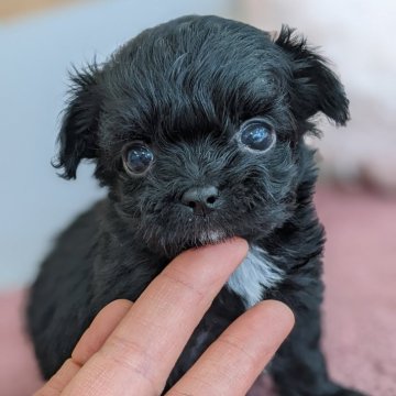 チワプー(チワワ×トイプードル)【新潟県・女の子・2025年4月2日・ブラック】の写真「オチビちゃん😘」