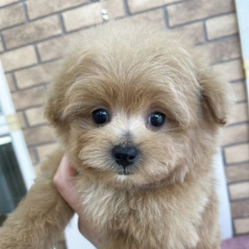 ポメプー(ポメラニアン×トイプードル)【新潟県・男の子・2025年5月14日・レッド】の写真「かまちょ🥹」