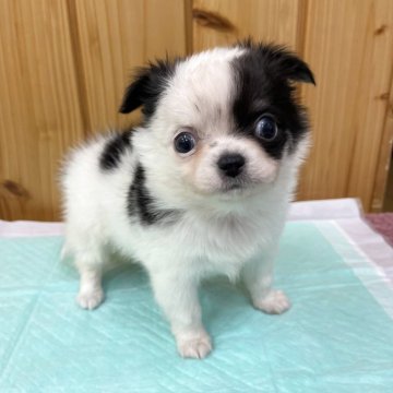 チワワ(ロング)【新潟県・男の子・2025年10月4日・パーティーカラー】の写真「ほよよ〜？なお顔🥰❤️」