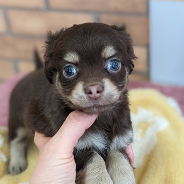 チワックス(チワワ×ダックスフンド)【新潟県・女の子・2025年3月21日・チョコレート&タン】の写真「甘えん坊ちゃん💕」