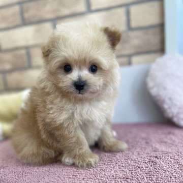 ポメプー(ポメラニアン×トイプードル)【新潟県・男の子・2025年5月14日・アプリコット】の写真「お膝の上が好き❤️」