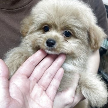 ポメプー(ポメラニアン×トイプードル)【新潟県・男の子・2025年8月30日・レッド】の写真「可愛い男の子🩷」