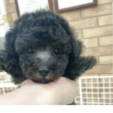 トイプードル(トイ)【新潟県・男の子・2025年9月22日・シルバー】の写真「可愛いボク🩷」