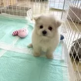 ポメプー(ポメラニアン×トイプードル)【新潟県・男の子・2025年10月17日・ホワイト】の写真1「体重　765g」