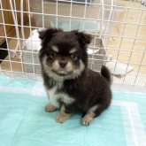 チワワ(ロング)