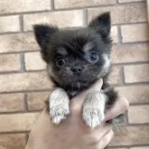 チワワ(ロング)