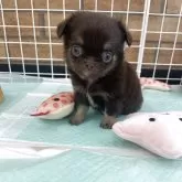 チワワ(ロング)