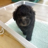 トイプードル(トイ)