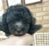 トイプードル(トイ)