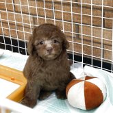 トイプードル(トイ)