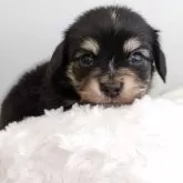 チワックス(チワワ×ダックスフンド)【新潟県・男の子・2025年3月21日・ブラック&クリーム】の写真3